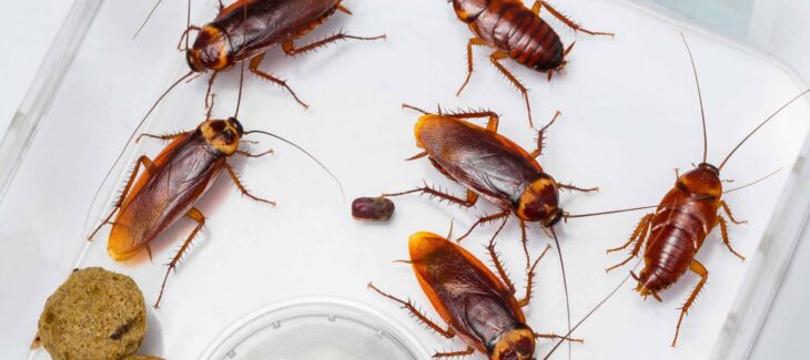 ROACH IN THE HOUSE AND THEIR SIGNS OF INFESTATION