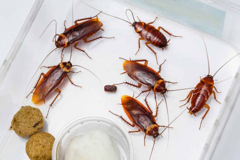 ROACH IN THE HOUSE AND THEIR SIGNS OF INFESTATION