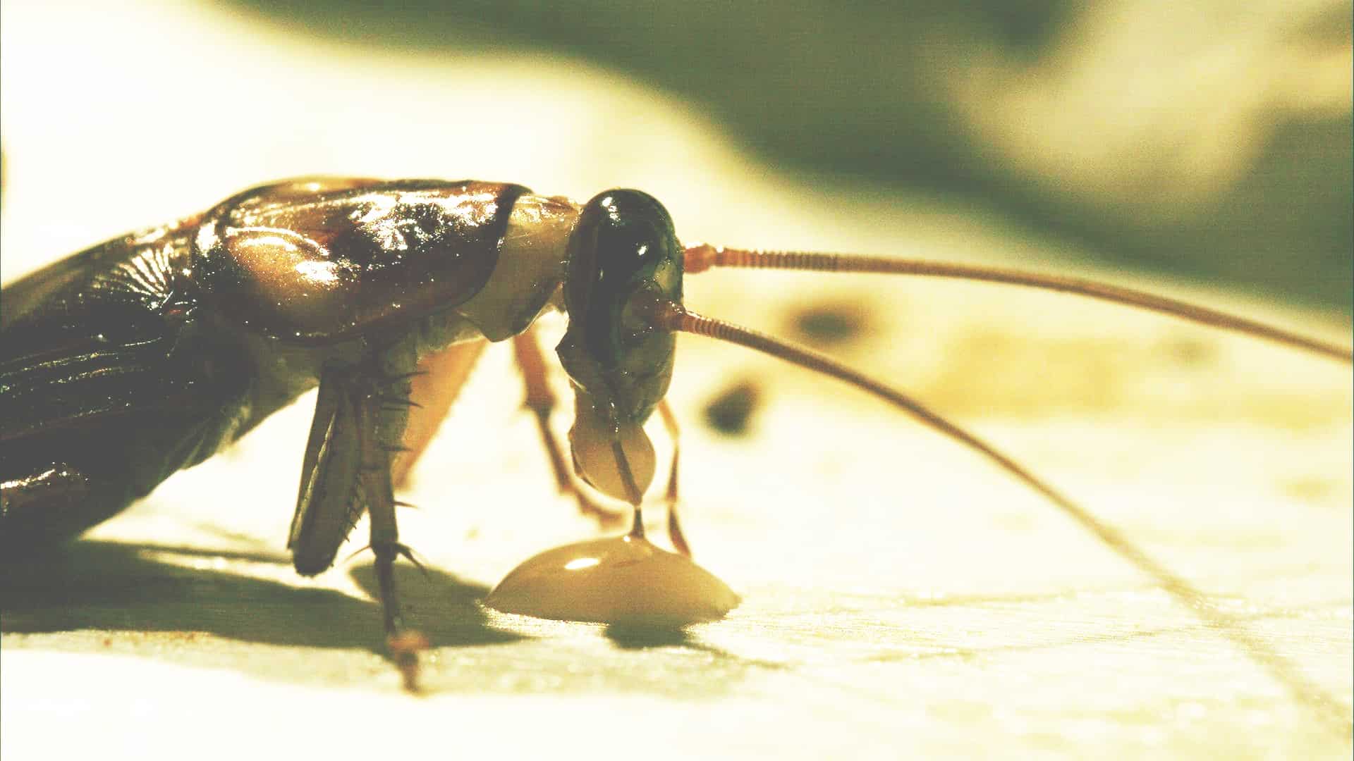 Cockroach Baits