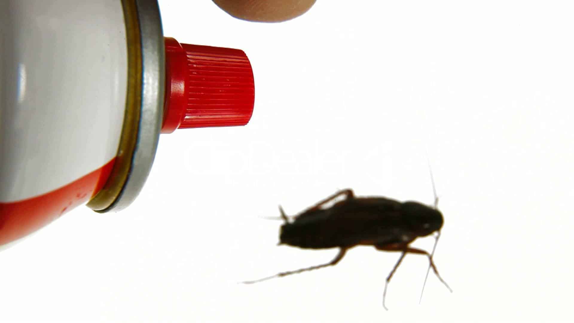 Roach Killer Spray