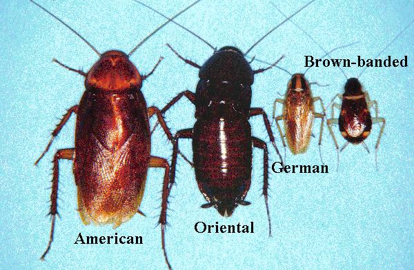 roach species