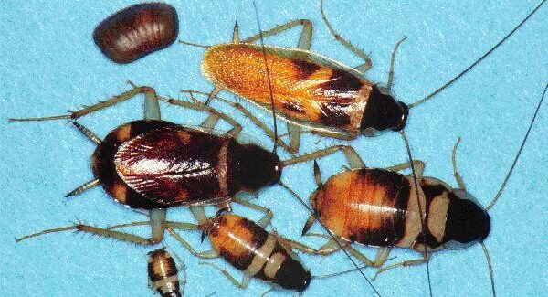 ROACH SPECIES AND HOW TO KILL ROACH EGGS