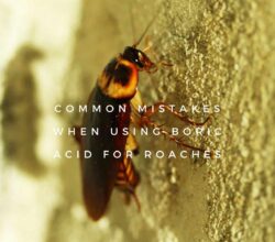 Using Boric Acid for Roaches
