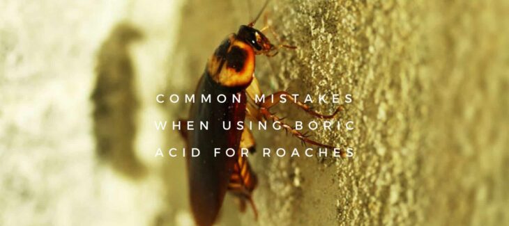 Using Boric Acid for Roaches