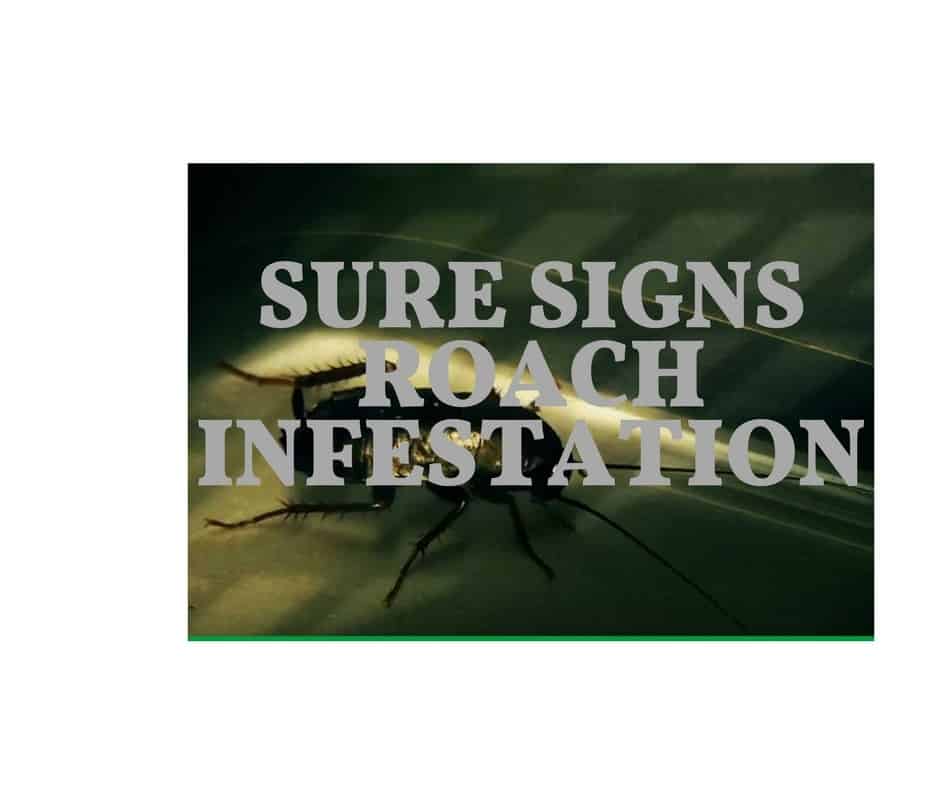 sure signs roach infestation