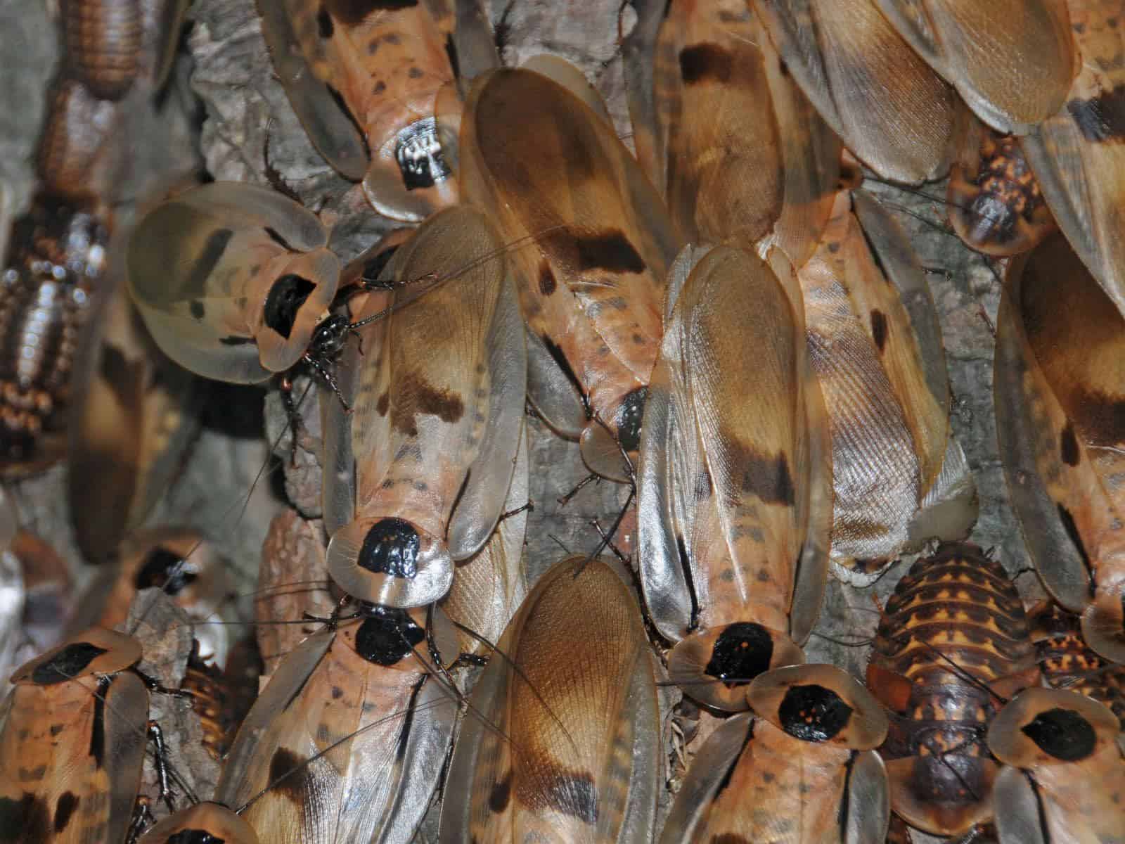 Baby cockroaches