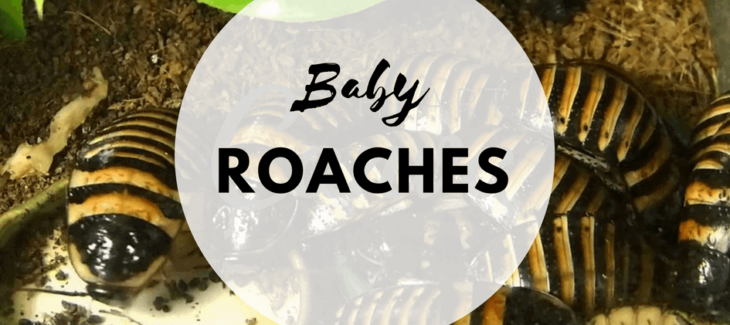Baby roaches