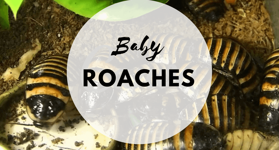 Baby roaches