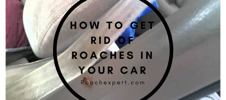 How to Get Rid Of Roaches in Your Car