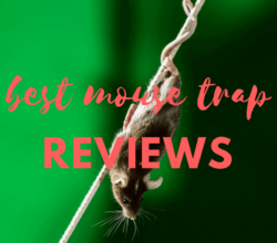 Best Mouse Trap Reviews