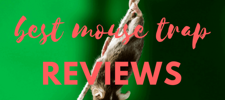 Best Mouse Trap Reviews
