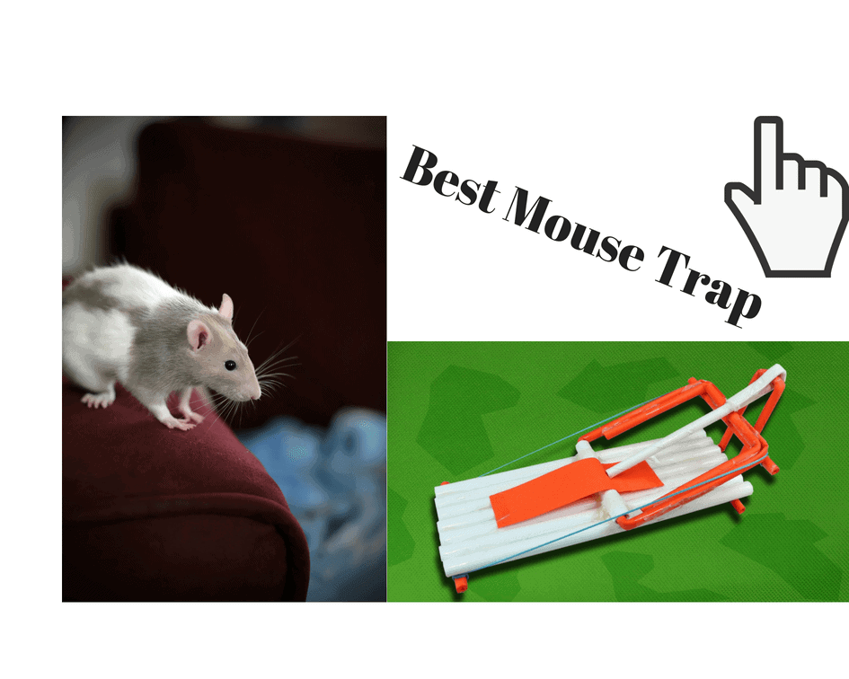 Best Mouse Trap