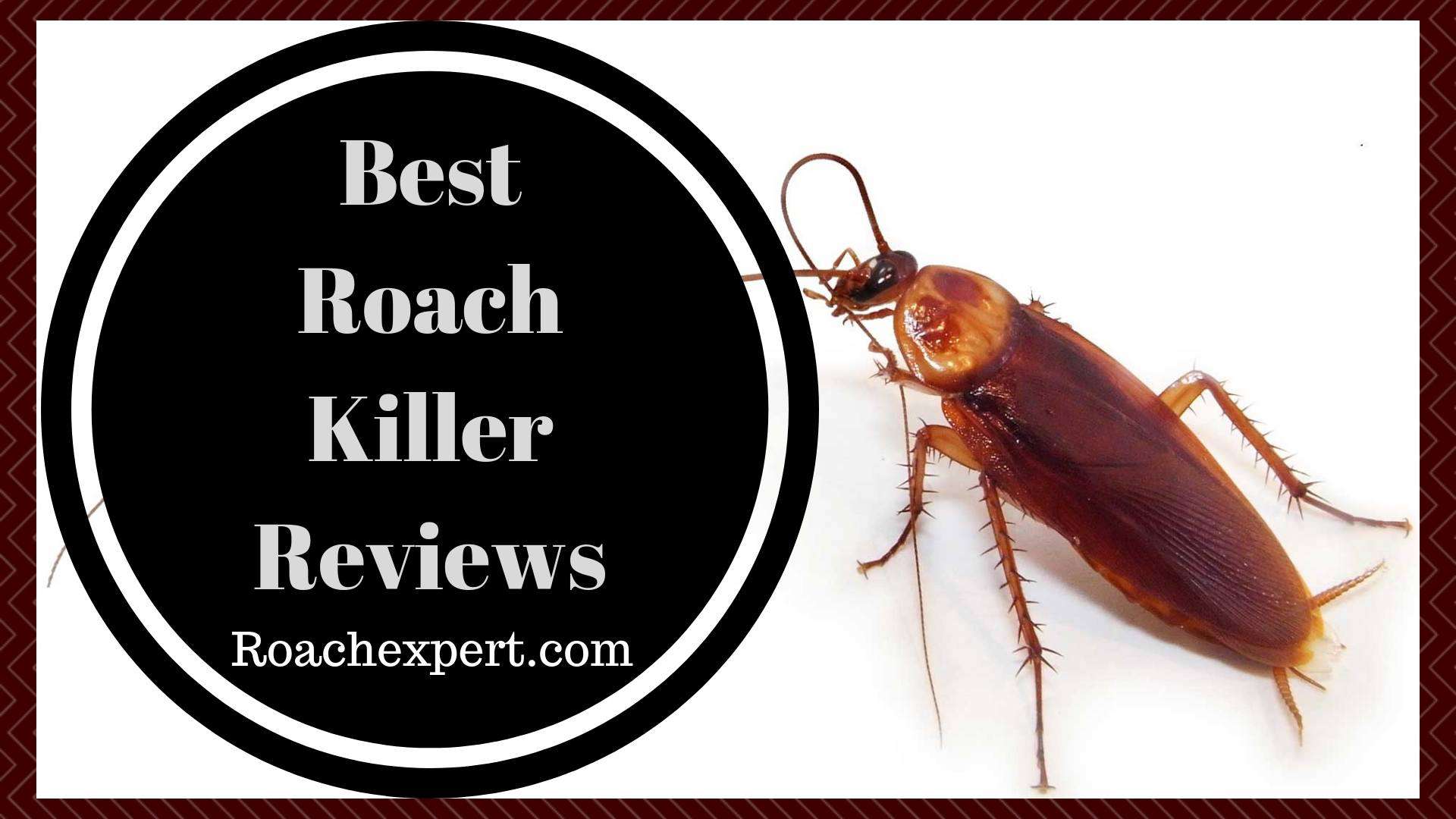 Best German Roaches Killer