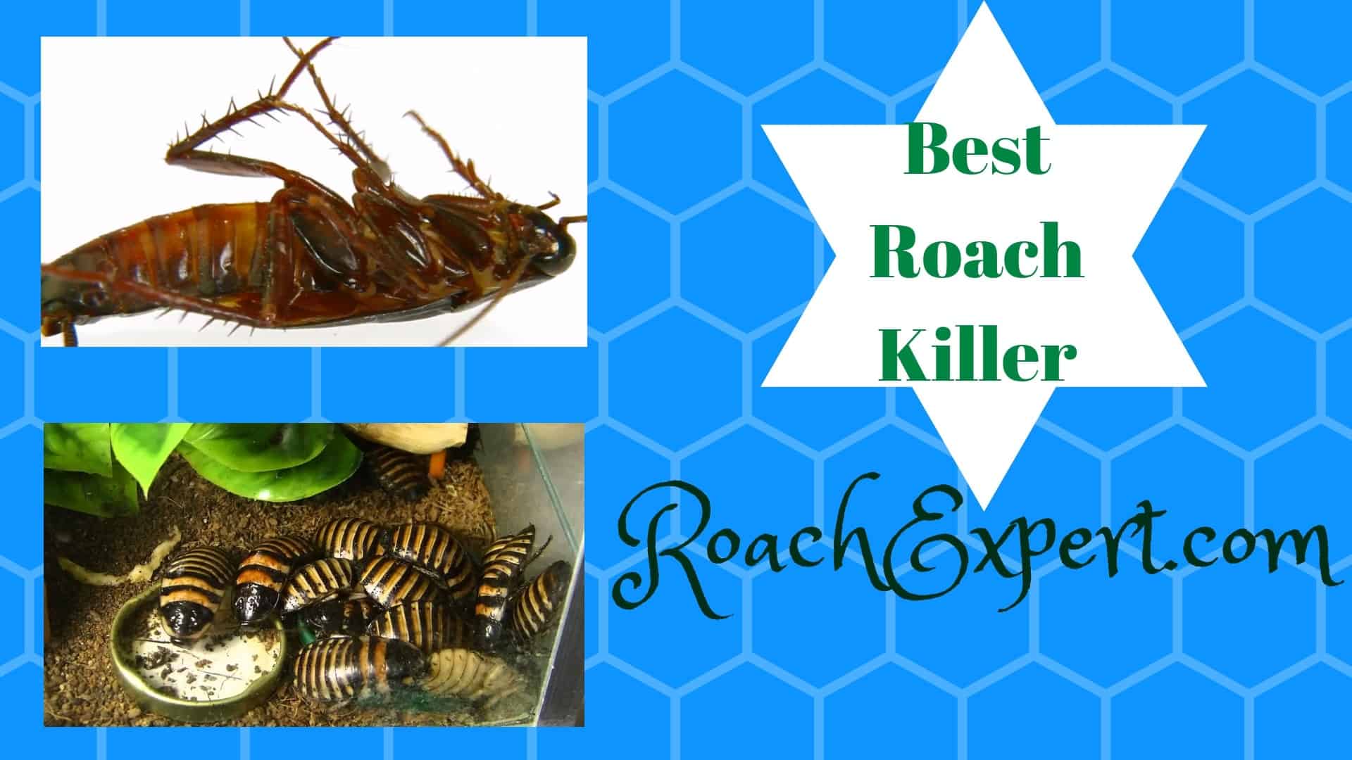 Best Roach Killer