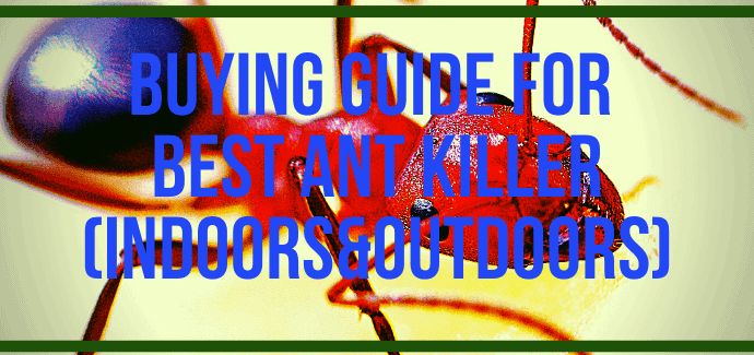 Ultimate Buying Guide for Best Ant Killer (Indoors&Outdoors)