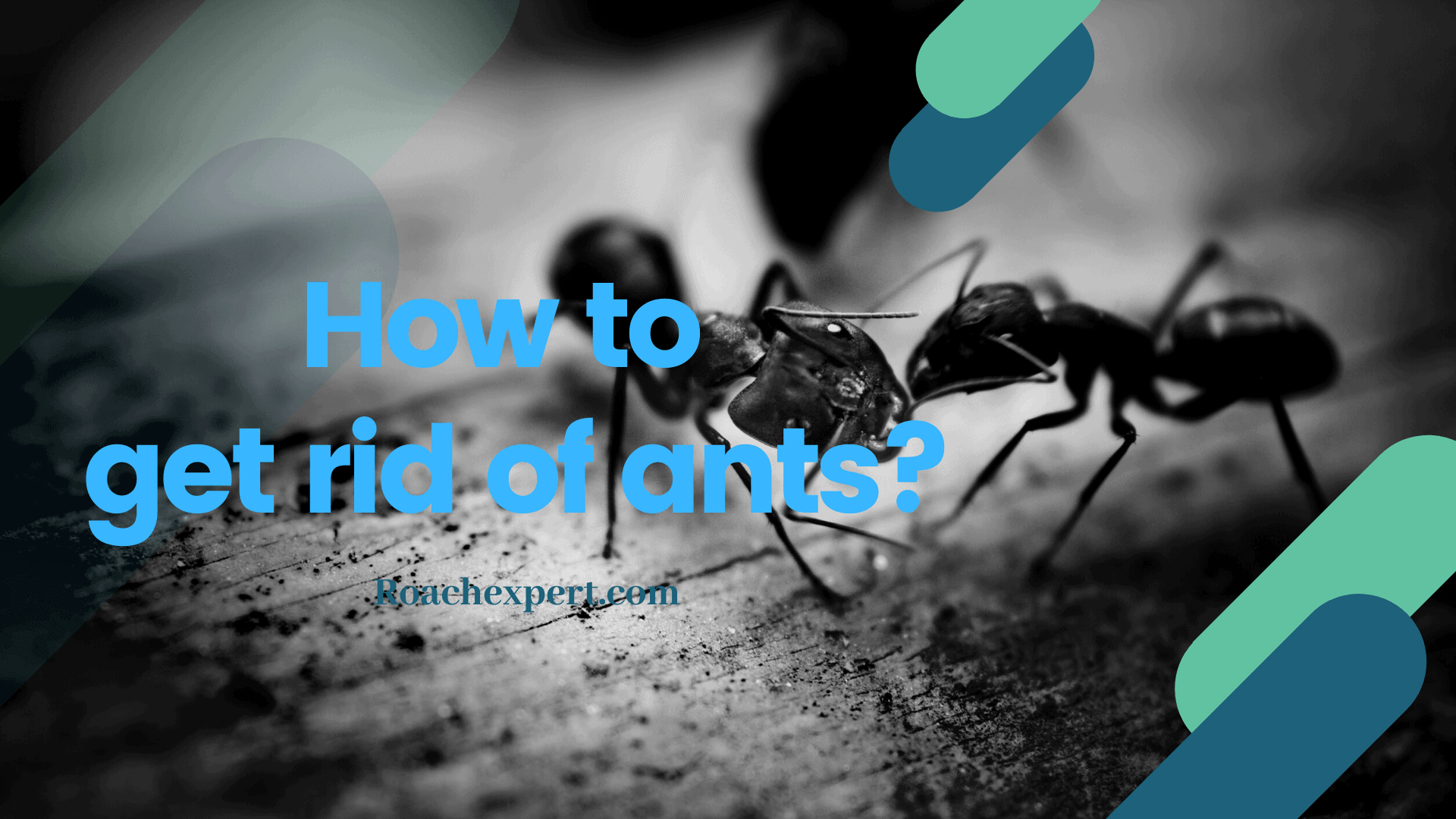 How to get rid of ants