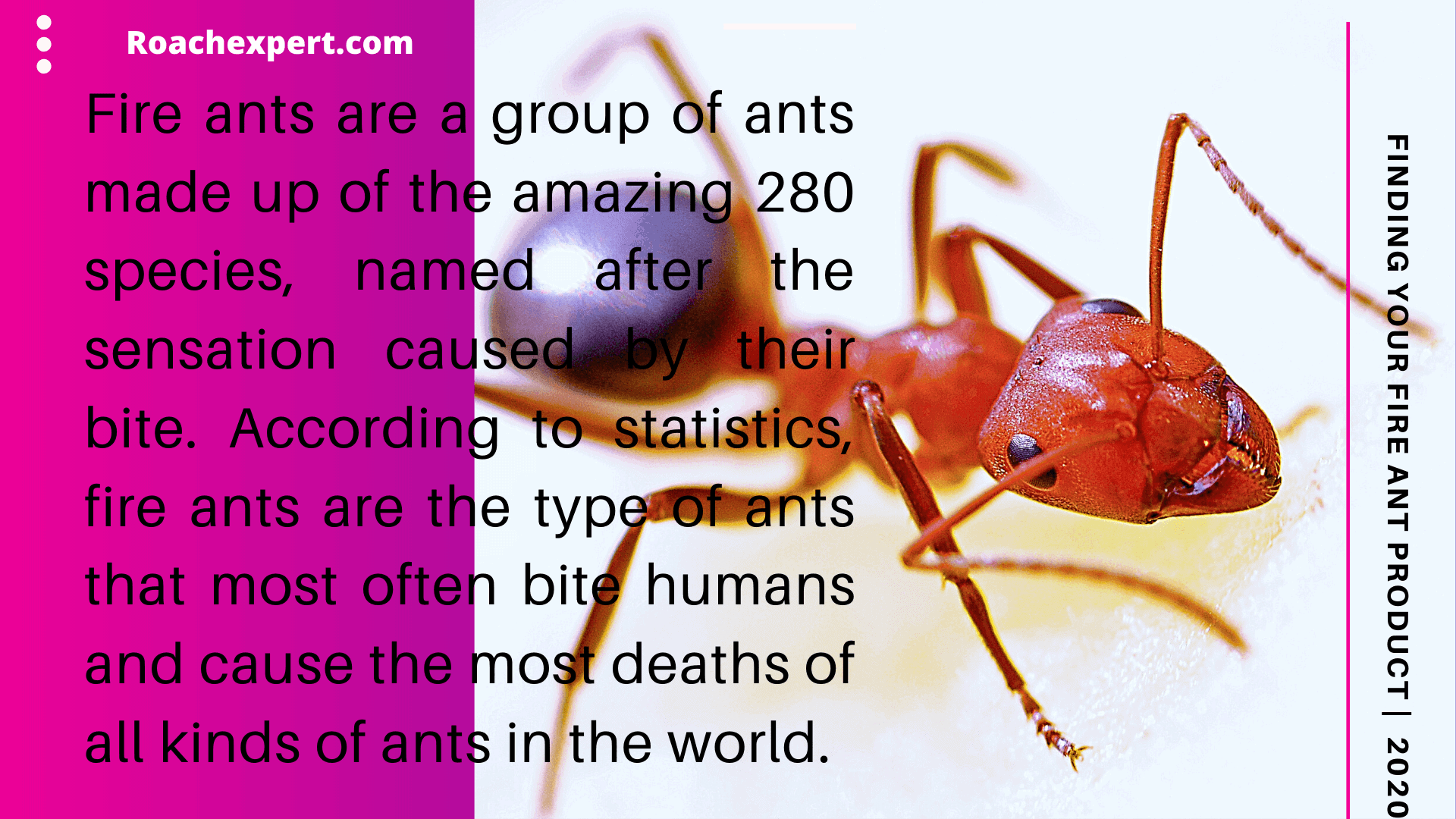 How to get rid of fire ants permanently