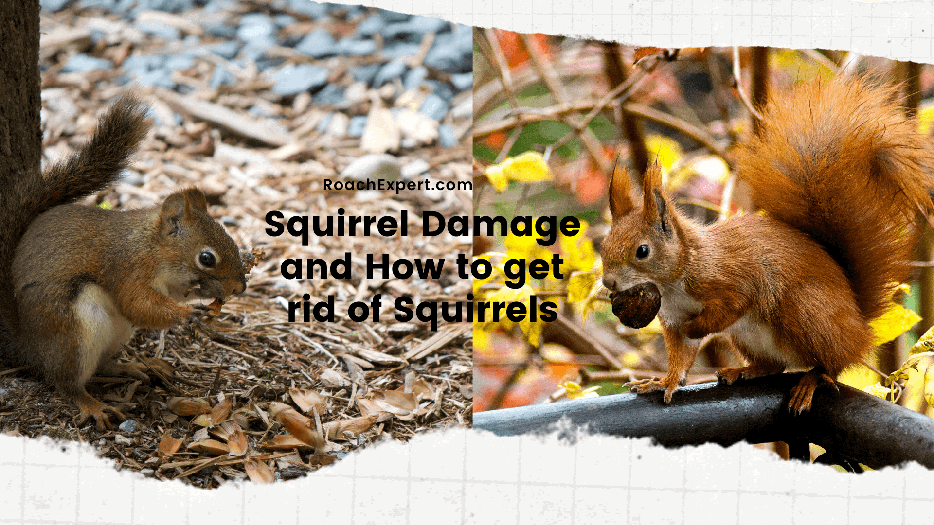 Squirrel Damage and How to get rid of Squirrels