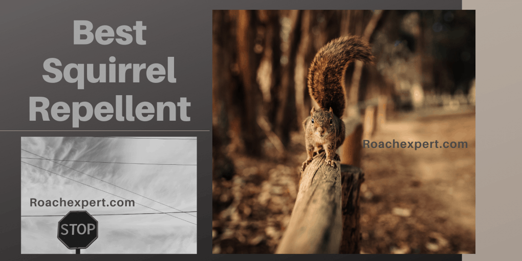 Best Squirrel Repellent Reviews 2020