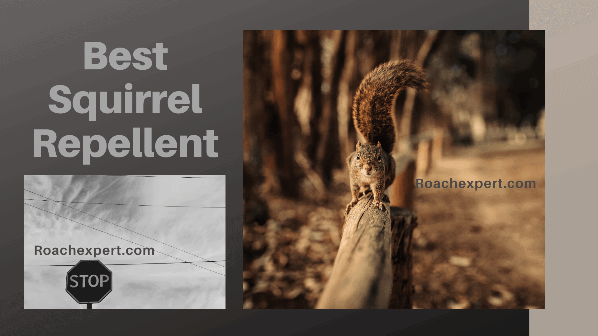 Best Squirrel Repellent Reviews 2020