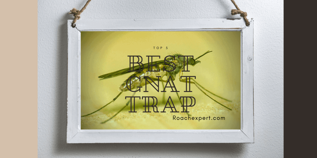 Top 5 Best Gnat Trap Reviews