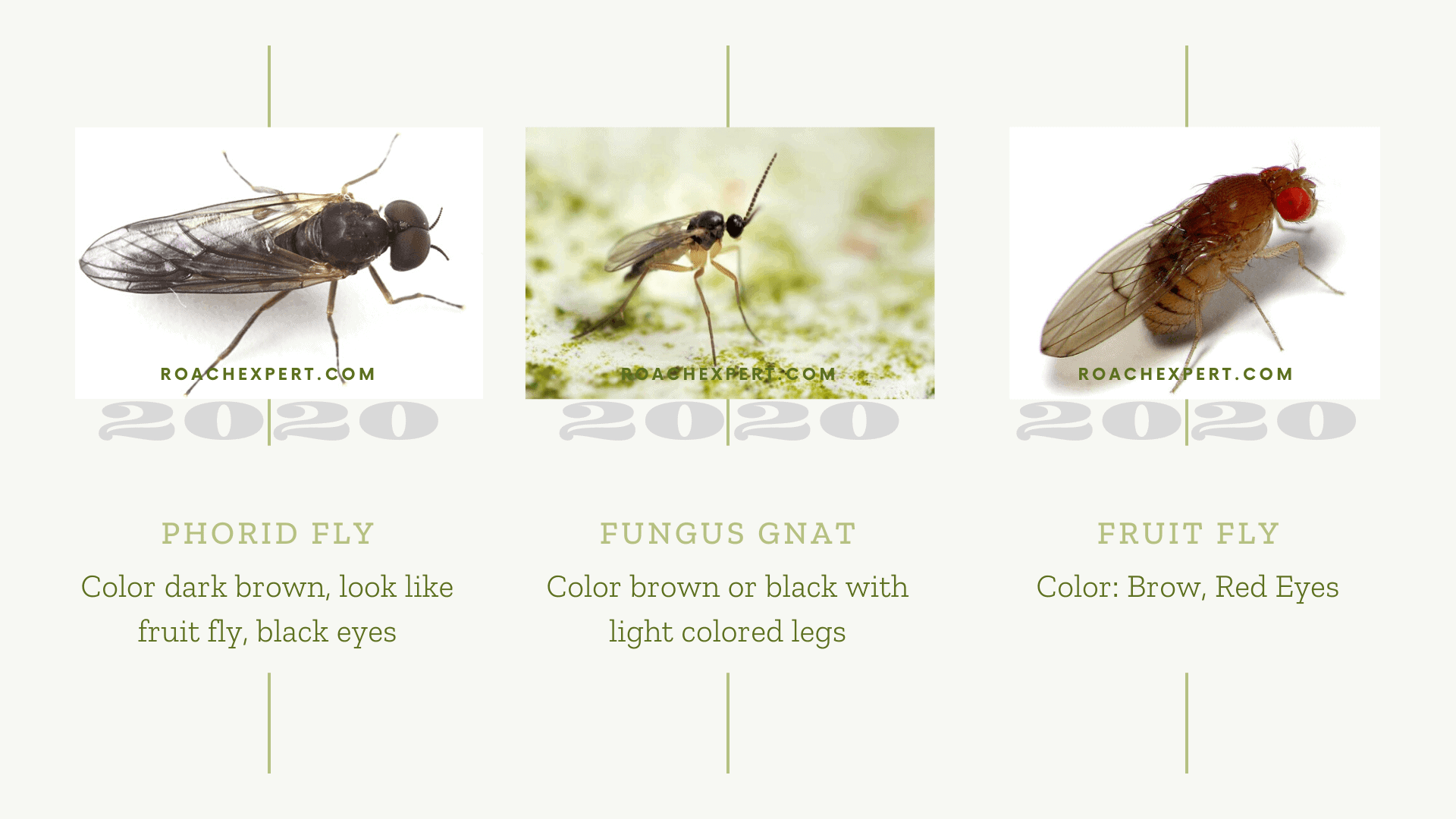How to ID Gnats: fungus gnat, fruit fly and phorid fly