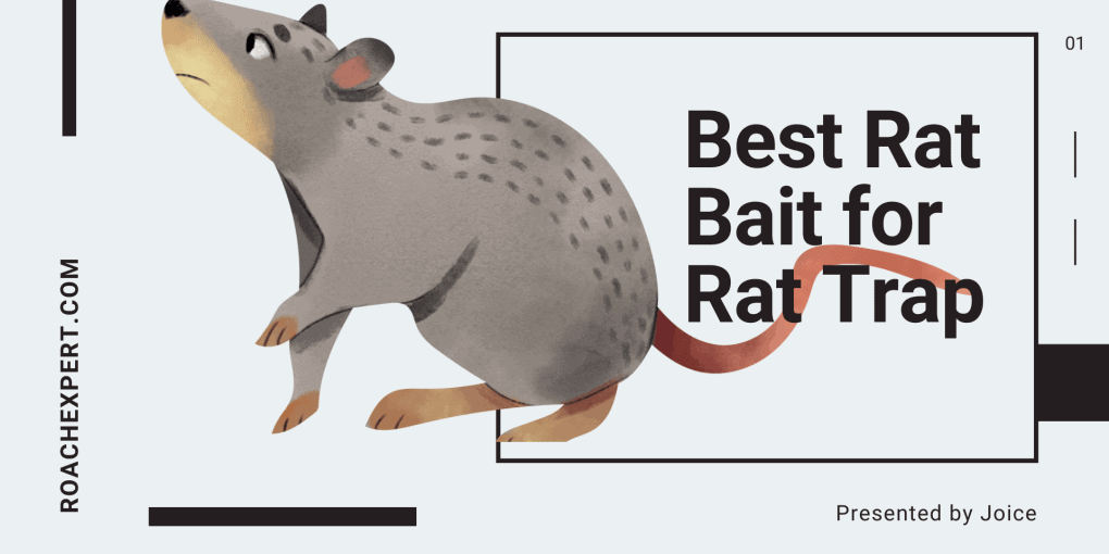 Best Rat Bait for Rat Trap