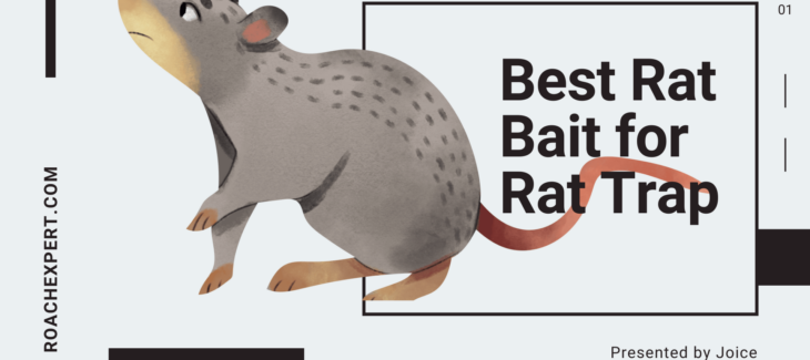 Best Rat Bait for Rat Trap