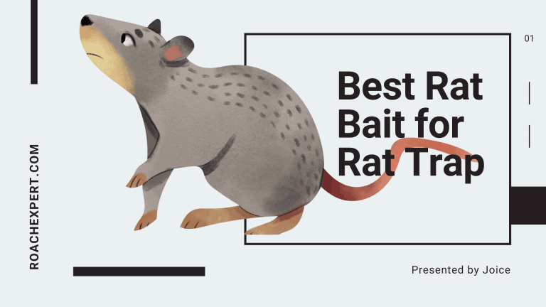 Best Rat Bait for Rat Trap - Best Rat Poison - Roach Expert