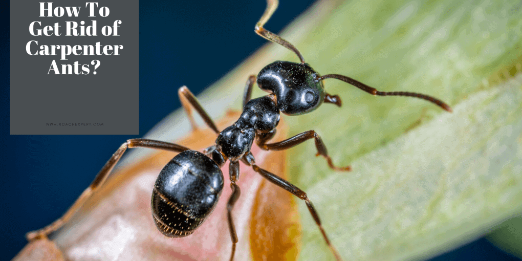 Get Rid of Carpenter Ant