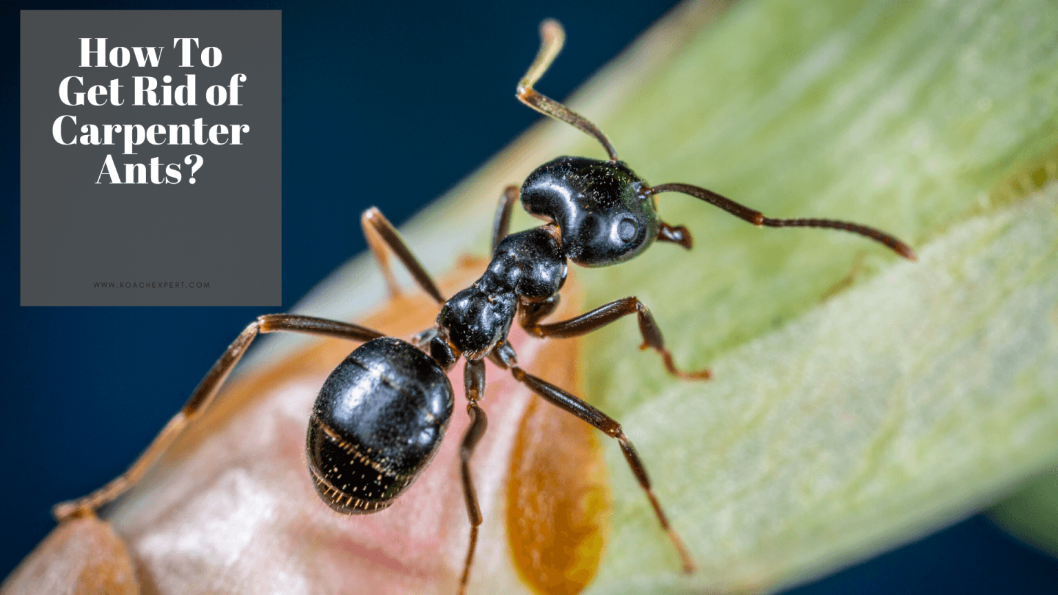 Get Rid of Carpenter Ant