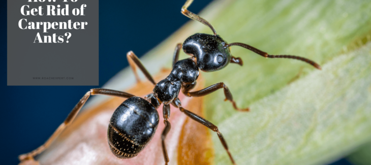 Get Rid of Carpenter Ant