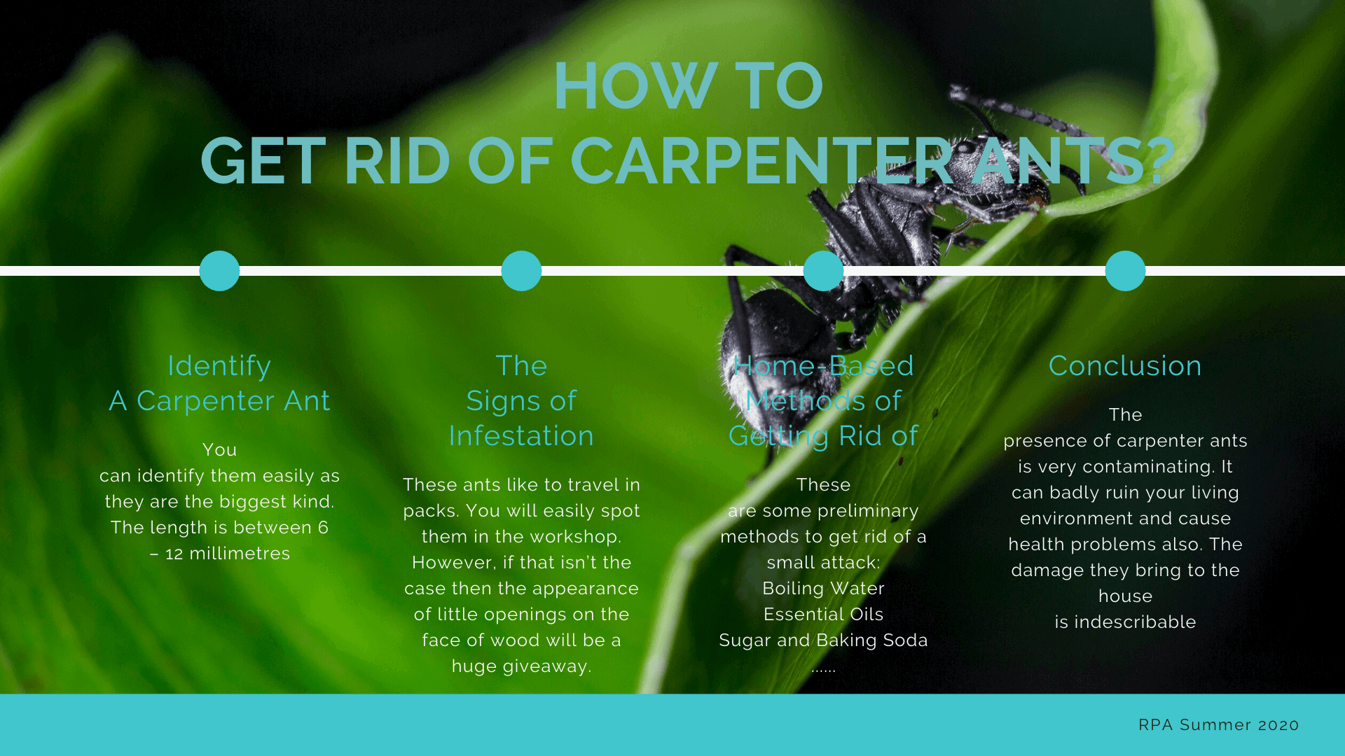 how to get red of carpenter ants