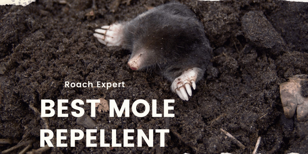 best mole repellent
