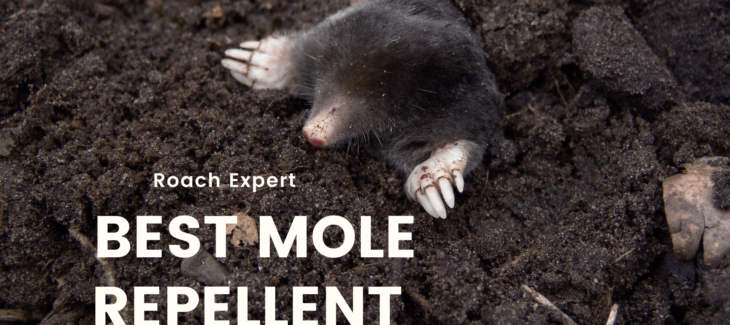 best mole repellent
