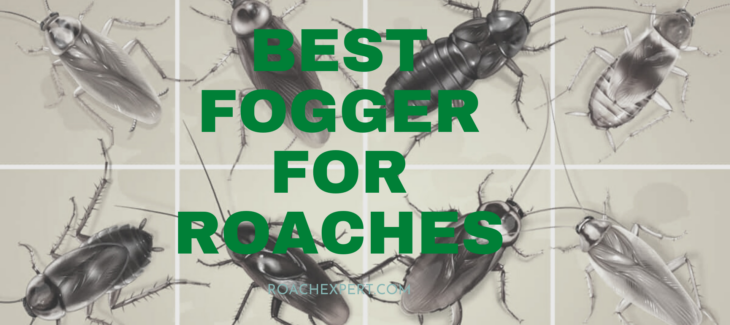 Best Fogger For Roaches