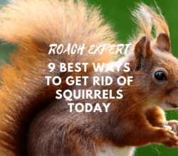 9 Best Ways to Get Rid of Squirrels Today
