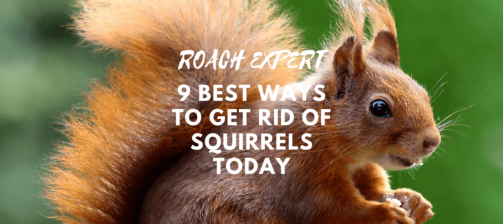 9 Best Ways to Get Rid of Squirrels Today! A Comprehensive Guide