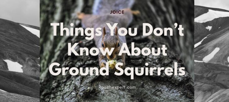 Things You Don’t Know About Ground Squirrels (2)