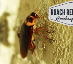 Best Roach Repellent