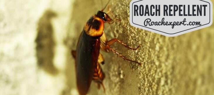 The Best Roach Repellent – 10 Best Roach Killer Products Reviews