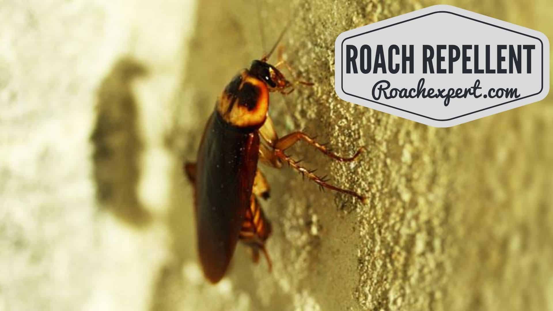 best roach repellents