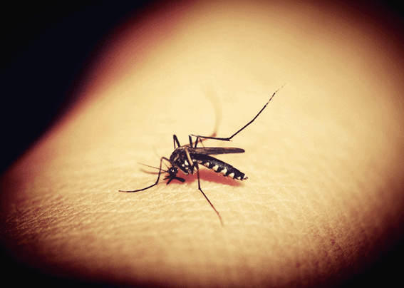 The Spartan Mosquito Eradicator Reviews