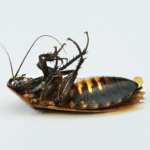 what cockroaches look like and how to get rid of them