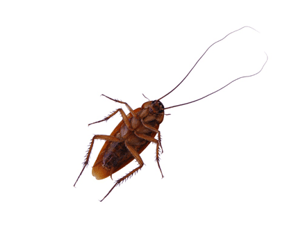 What Does a Cockroach Look Like