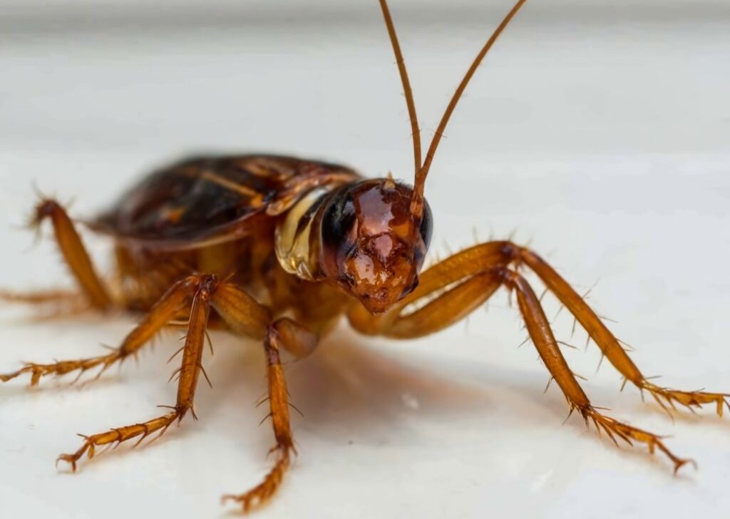 How-Long-Can-a-Cockroach-Live-Without-Its-Head