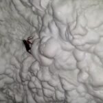 how to get rid of roaches in attic