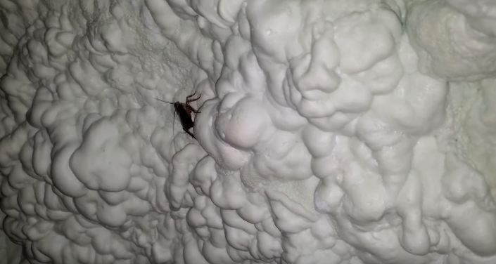 Attic Roach Removal: Kick Out Unwanted Guests!